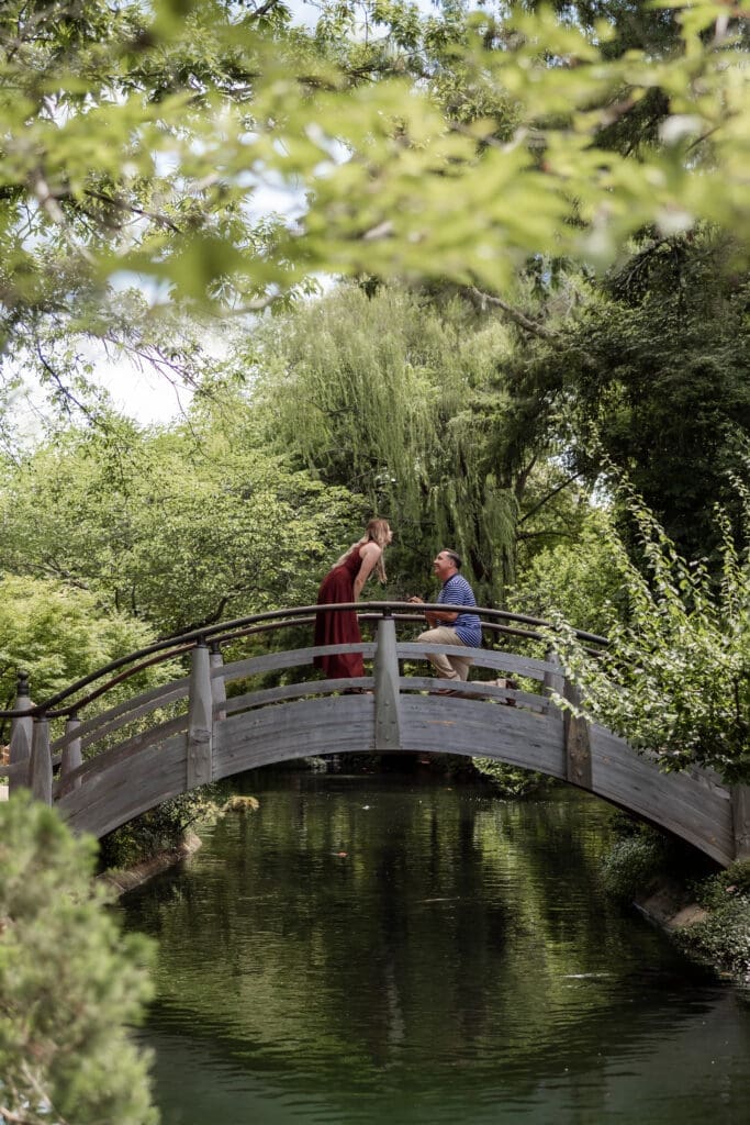 Many getting down on one knee to propose to his girlfriend on the arched bridge in the Japanese Gardens at the Fort Worth Botanic Garden in Fort Worth, TX