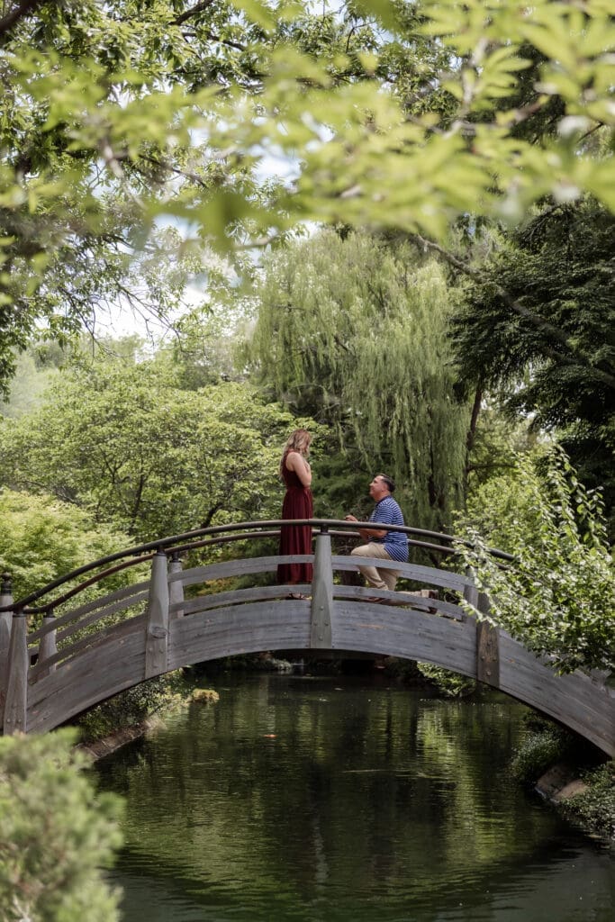 Many getting down on one knee to propose to his girlfriend on the arched bridge in the Japanese Gardens at the Fort Worth Botanic Garden in Fort Worth, TX