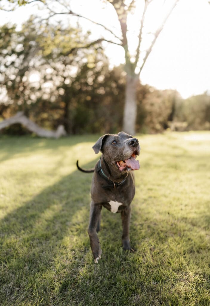 dog during his mini photo session