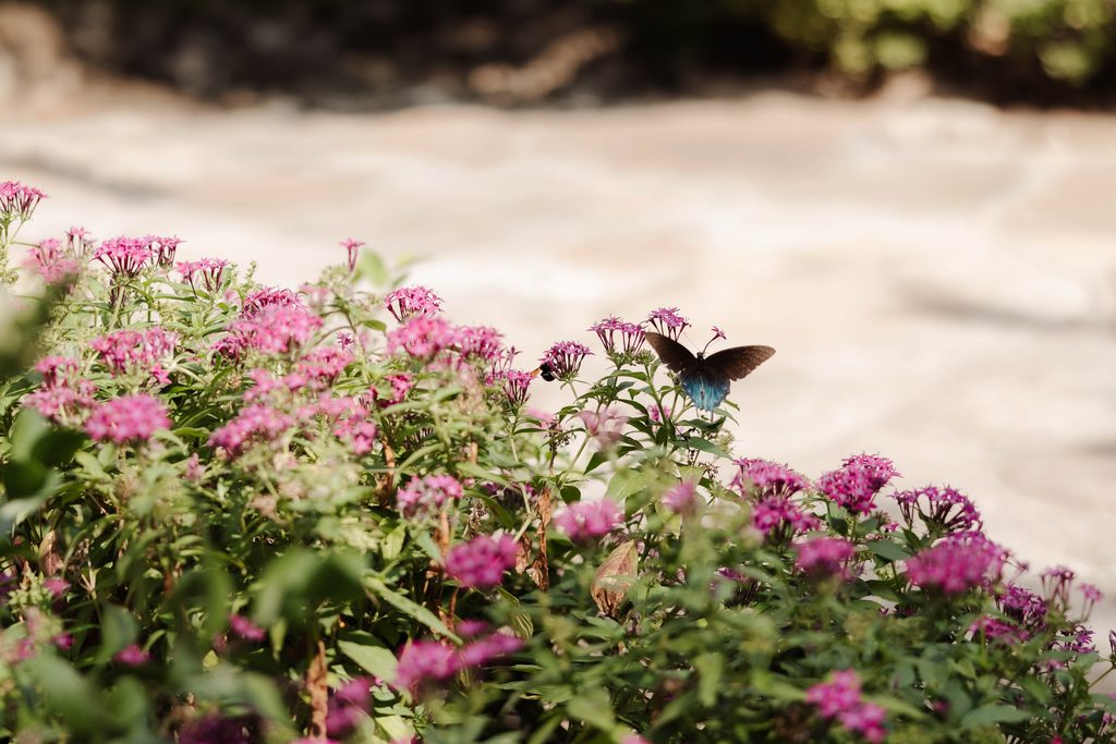 Close up photo of butterfly on the flowers at Chandor Gardens in Weatherford, TX