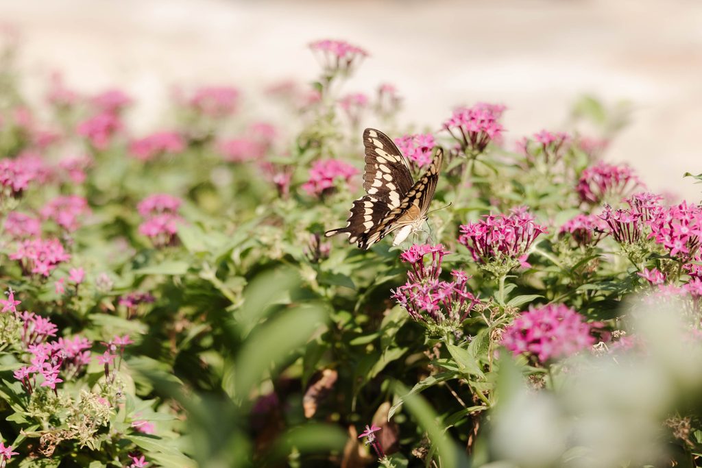 Close up photo of butterfly on the flowers at Chandor Gardens in Weatherford, TX